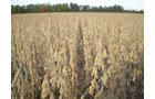 Property photo 23 - 75+/- Acres in 9 Tracts